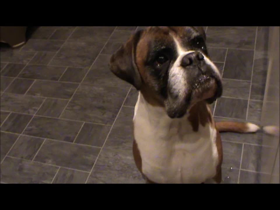 Dogs eating porridge. And drooling. A LOT!!