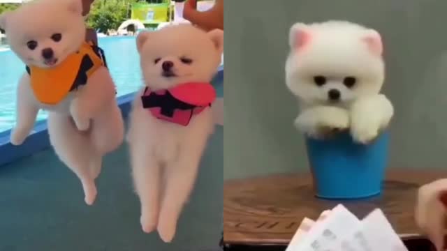 This Dog's Crazy Acts of Fun Will Leave You Speechless! | #cutedogs | #dog lpvers