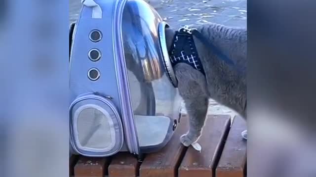 Funniest Animals Videos🐶 - Best Cats😂 and Dogs 😹Videos 2022!