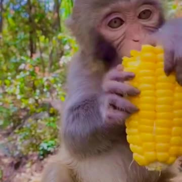 Cute baby monkey 🐒