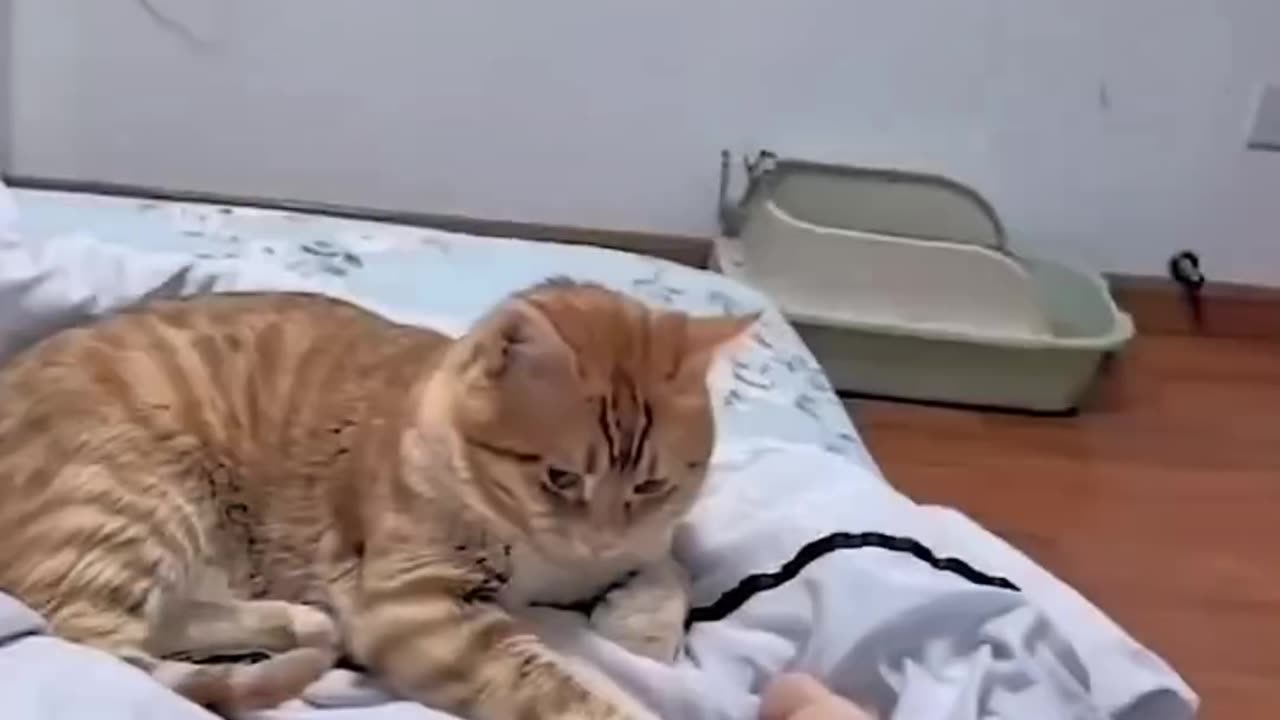 Funny cats video