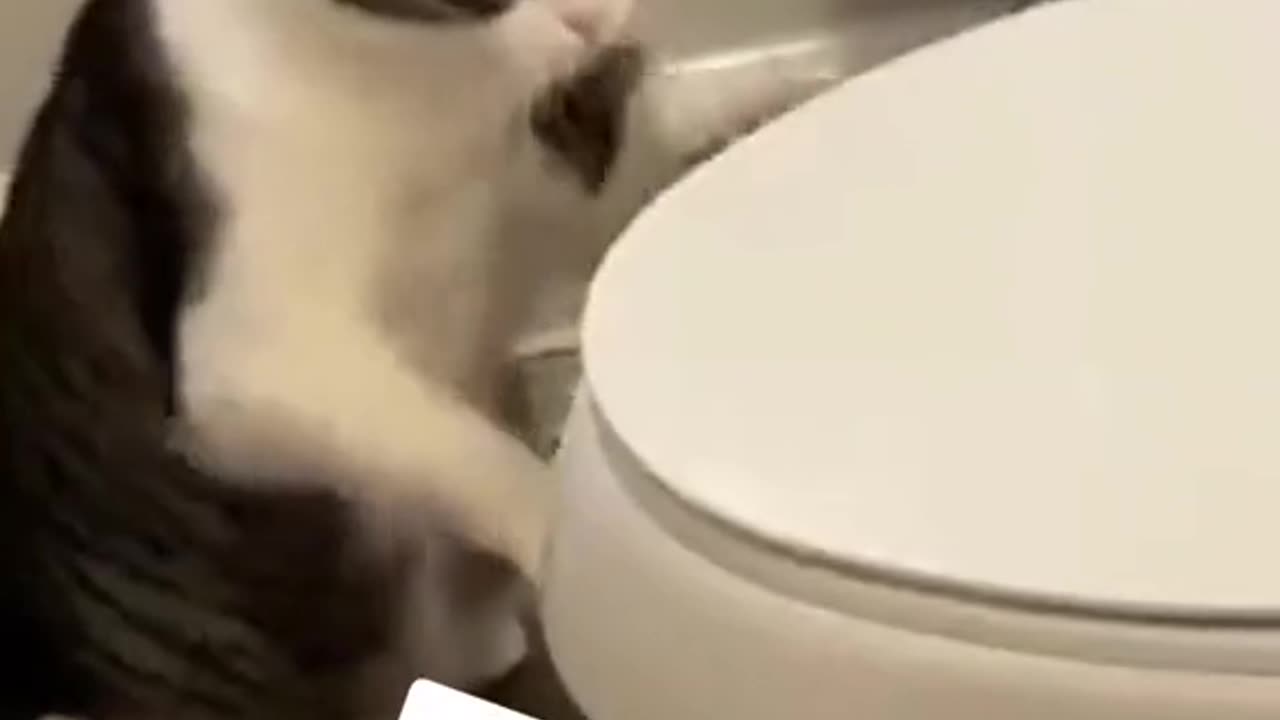 Funny cats