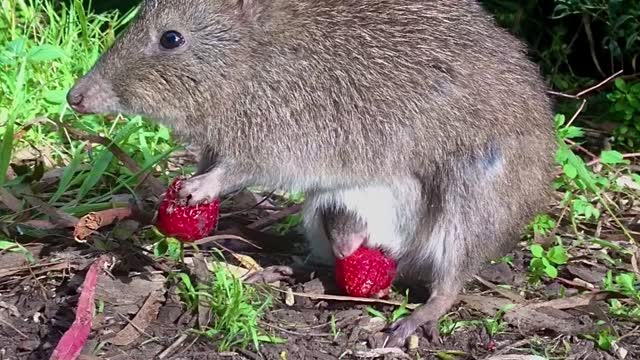 Potoroo Mom and Joey Enjoy Fresh Fruit