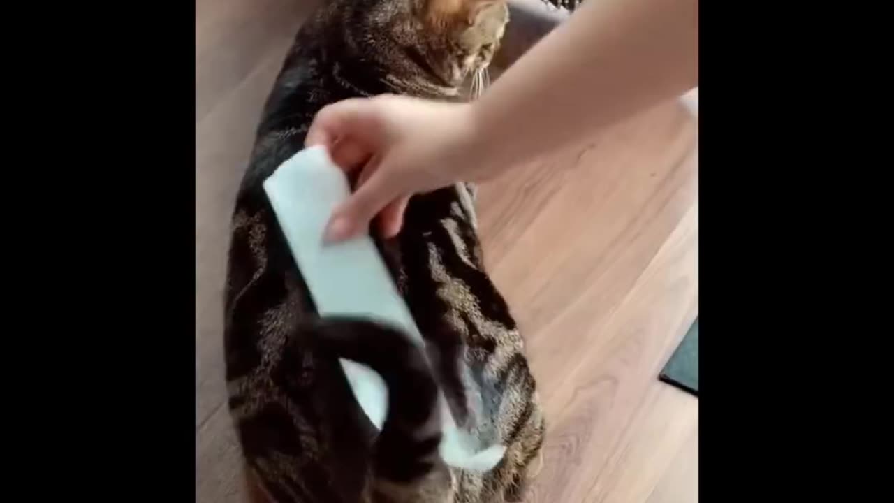 random animal #1