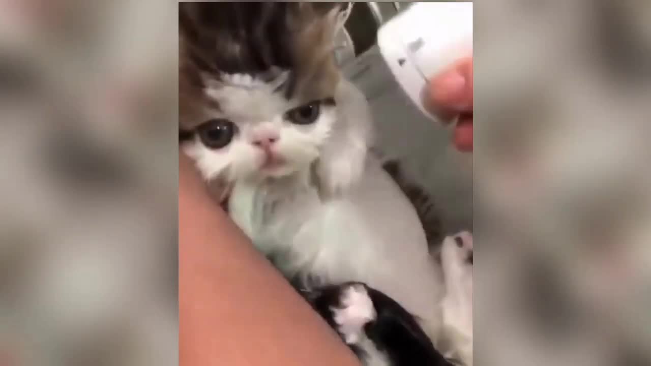 Cut kitten get bathed,see its reaction. 🥶🤣