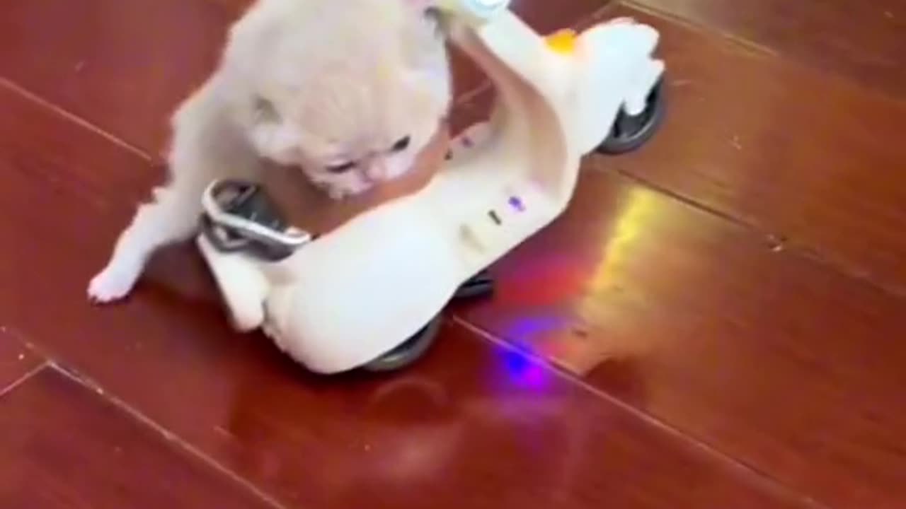 Cute cat fell off from scooter 😱