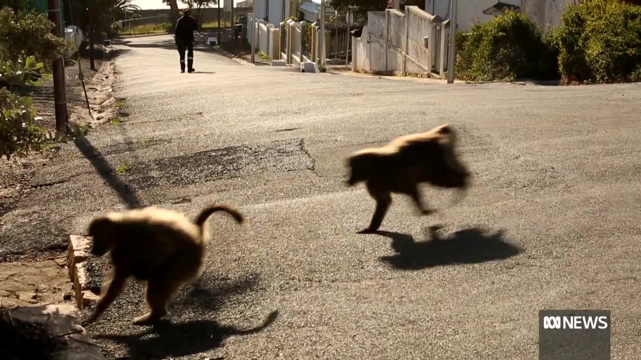 Cape Town residents wage war against baboons raiding their homes _ ABC News