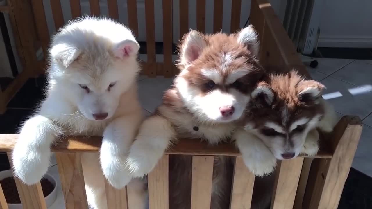 Do you love Siberian Husky Puppies Well now you will if you didn't before!