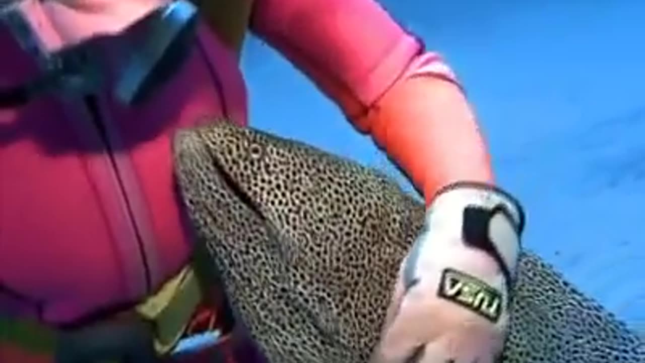 Diver befriends a Moray Eel