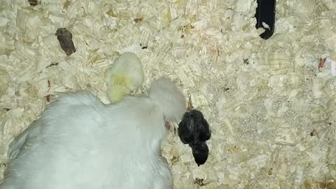 Silkie Egg Thief Becomes Mama pt 2