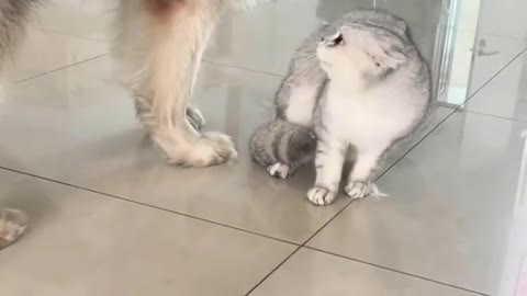 Funny cat video you will never sees in your life