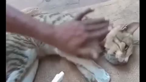 OMG!😱|| Poor cat😭