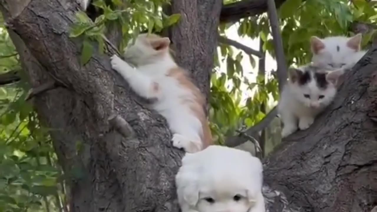Can a cat climb a tree