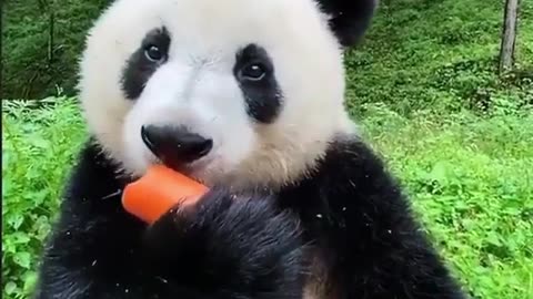 Eating panda 🐼🐼