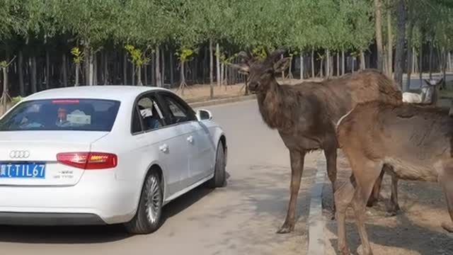 Sika deer