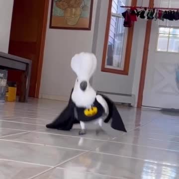 FANTASTIC ANIMALS...