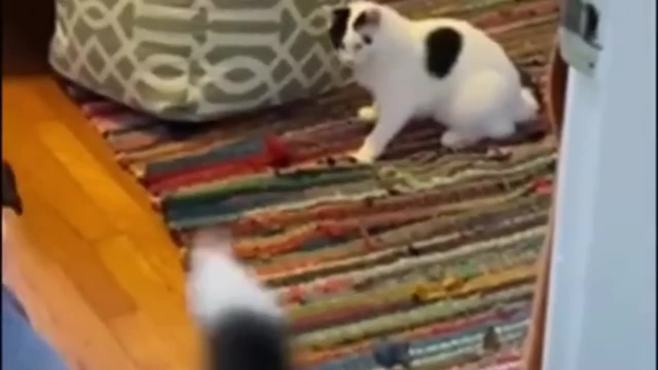 Funny animal videos-dog & cat & ....