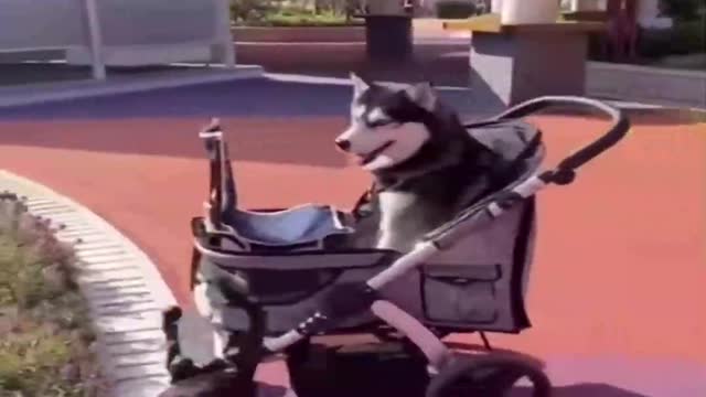 ❤️❤️Hindi Comedy Video Download,🛀Funny Videos,👩🍳Funny Videos Download,✔️✔️Video Comedy😆😆