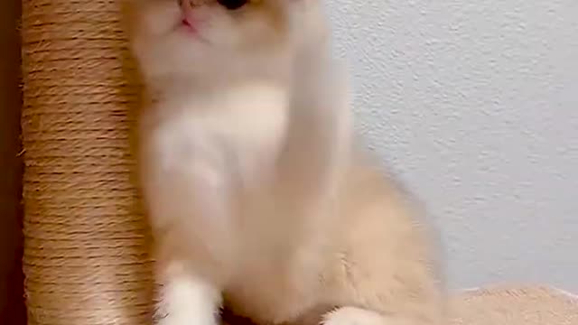 Cat Playing with Toy - Funny Cat Videos 🐾