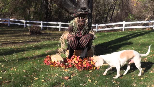 Dogs vs Evil Scarecrow Prank Funny Dogs Maymo, Potpie & Indie