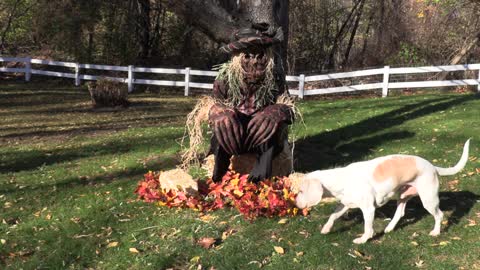 Dogs vs Evil Scarecrow Prank Funny Dogs Maymo, Potpie & Indie