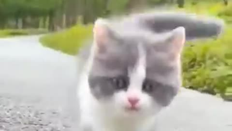 Cute cat