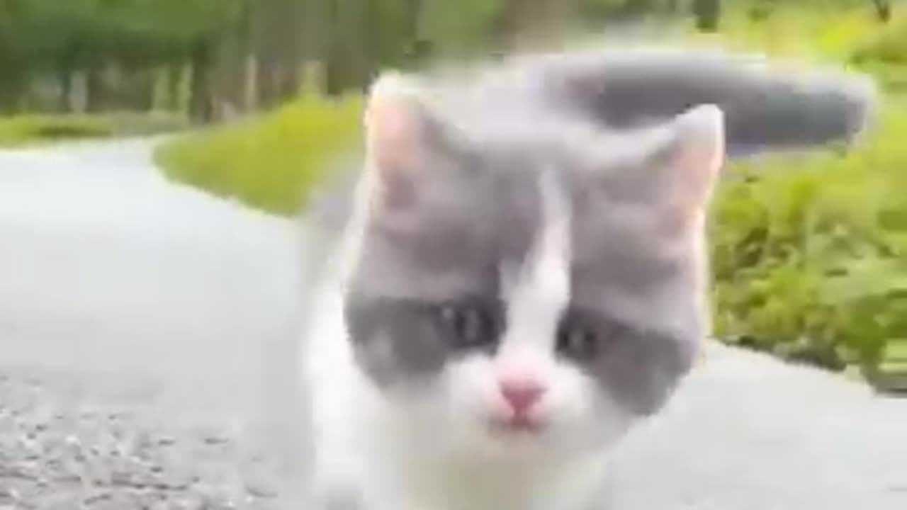 Cute cat