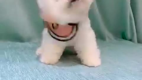 Cute puppy