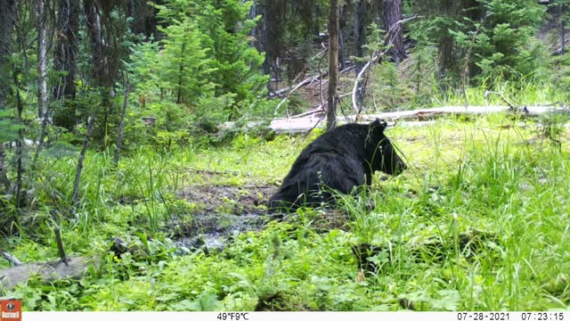 2021 - Bears at the Mud Bath 28JUL-2SEP