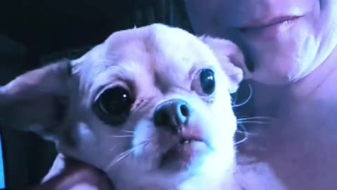Peanut pup
