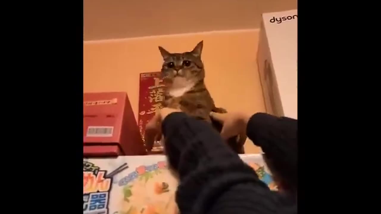 The best funny cat video all time