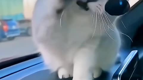 Stylish cat video.