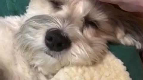 Dog Gets Head Scratchies