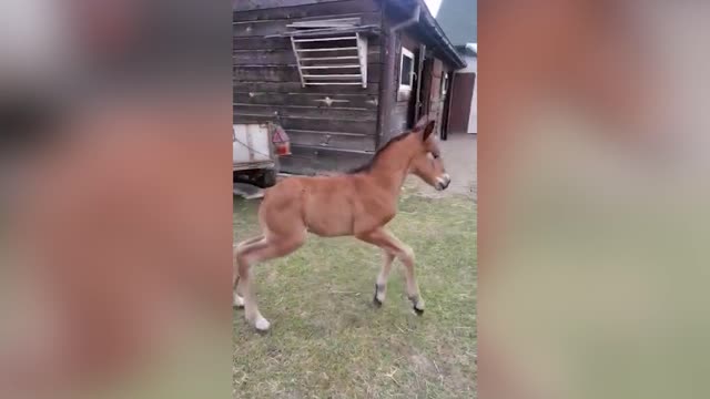 NEIGH FOALING: Heartwarming Moment Mare Gives Birth