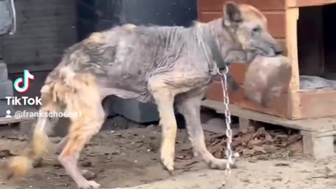 poor german shepherd