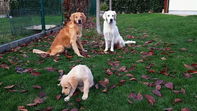 Golden Retriever family playing in the garden