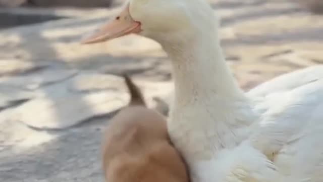 Ducky and Puppy love 😍