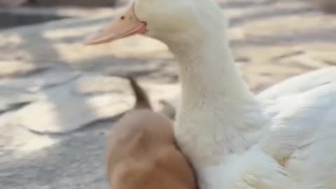 Ducky and Puppy love 😍