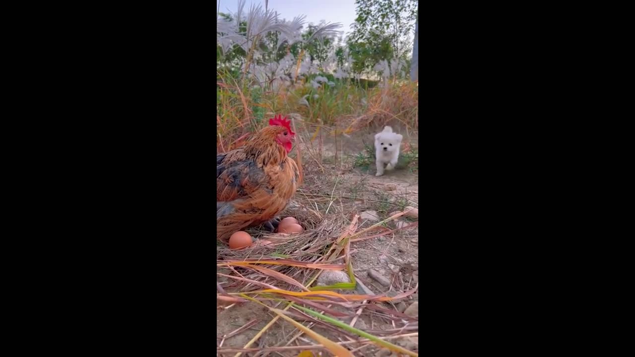 Unlikely Friendships 🐥🐕