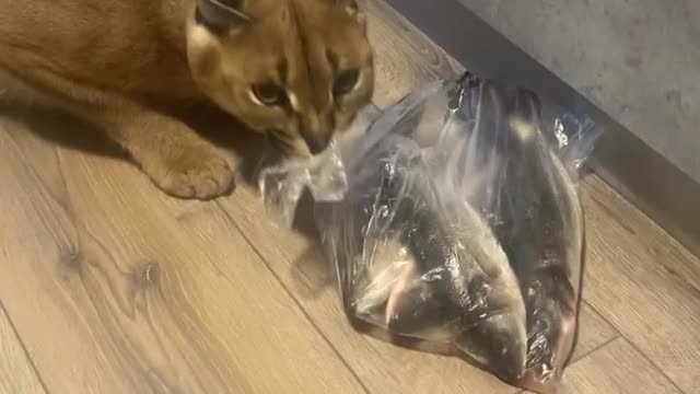 Caracal Steals Bag of Fish