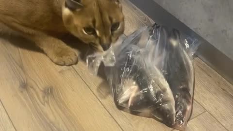 Caracal Steals Bag of Fish