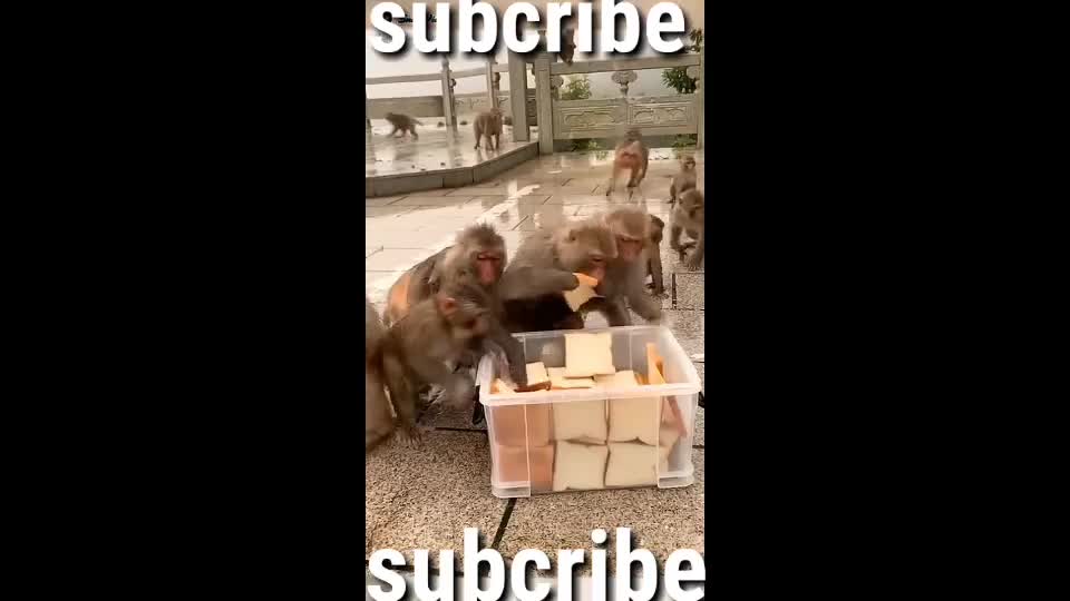 Monkey feed