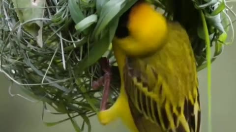 Cute birds making har house/ Cute video of birds