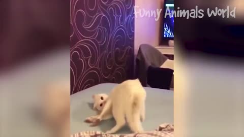 Animals funny videos