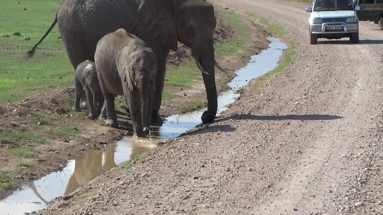 Too cute. This baby elephant is trying to cross the stream