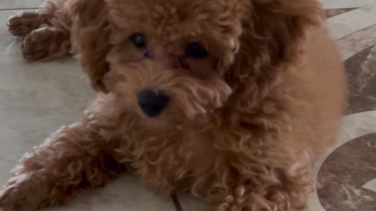 Brown Poodle Lying on Floor