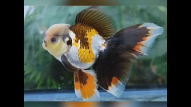 Zina fish gathered magnificence in colors and formed very beautiful