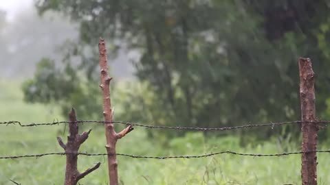 Relaxing Rain Sound, Heavy Rain With Thunder Storm For Deep Sleep