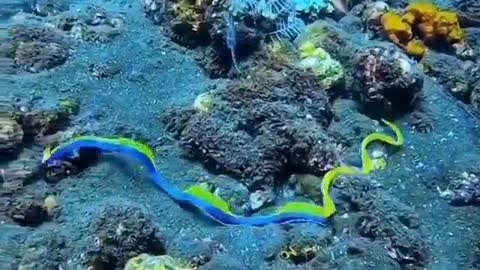 This is a beautiful and charming water-dwelling species