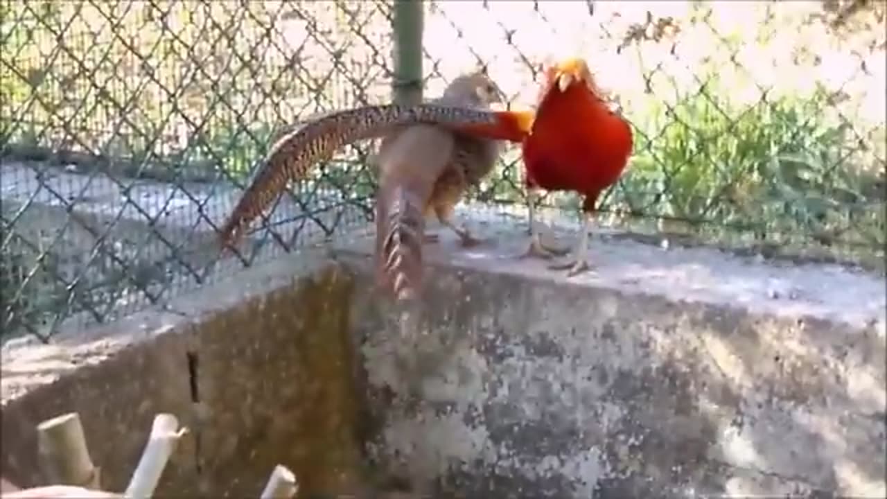 BEAUTIFUL GOLDEN PHEASANTS aAND WADING BIRDS